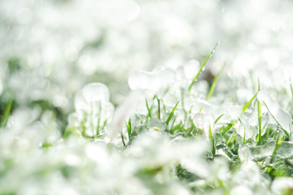 Frost-covered grass glistening with ice crystals, creating a sparkling winter landscape.