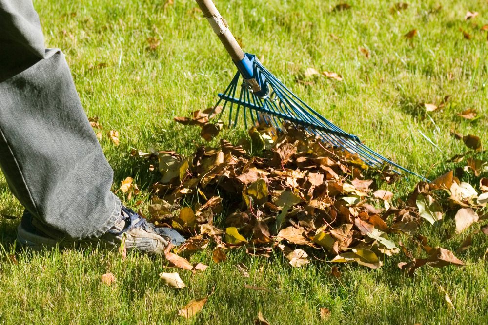 A person rakes leaves into a pile in a garden, showcasing autumn foliage and a sunny day.