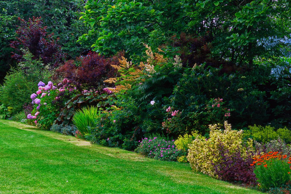 picture of backyard with green grass.