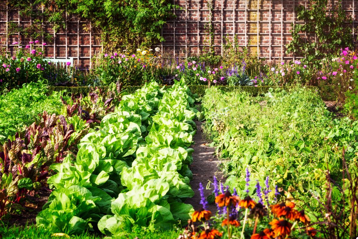 A vibrant vegetable garden featuring a variety of colorful flowers and fresh vegetables growing harmoniously together.