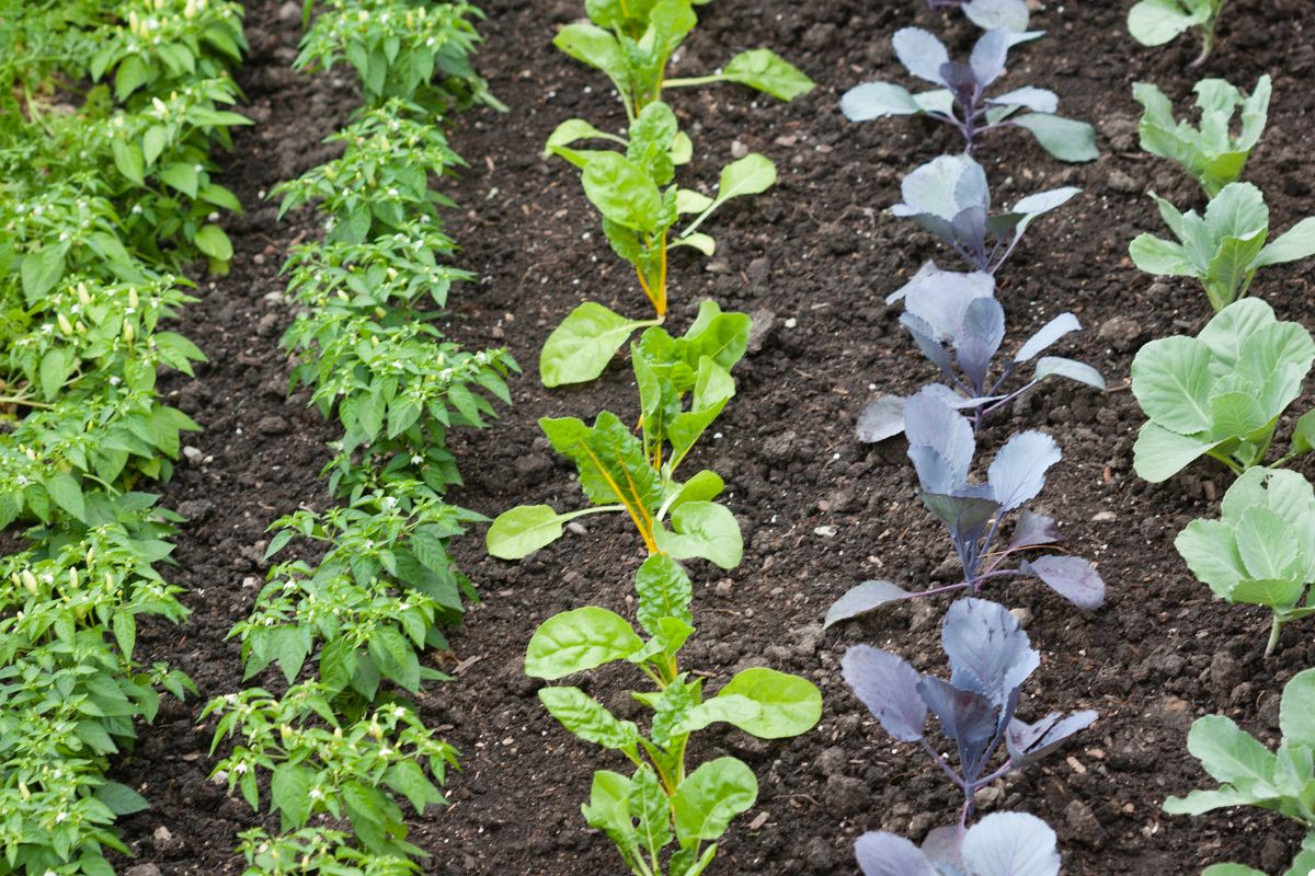 A vibrant row of vegetables thriving in the soil, showcasing a variety of colors and textures.