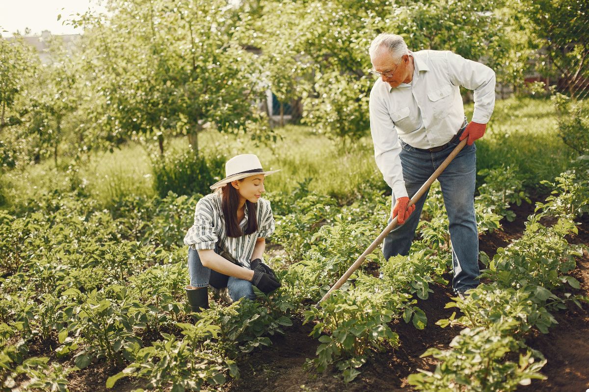 An older couple tending to their garden, planting flowers and enjoying their time outdoors together.
